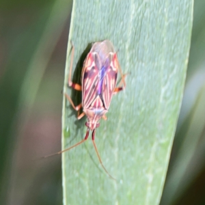 Miridae (family) at Parkes, ACT - 26 Dec 2023