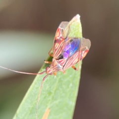 Miridae (family) at Parkes, ACT - 26 Dec 2023