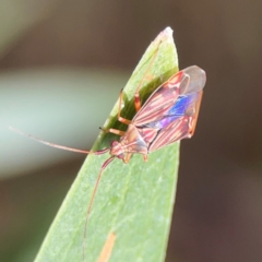 Miridae (family) at Parkes, ACT - 26 Dec 2023