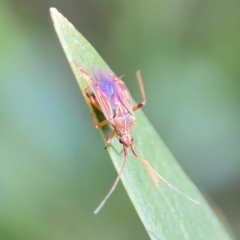 Miridae (family) at Parkes, ACT - 26 Dec 2023