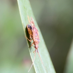 Miridae (family) at Parkes, ACT - 26 Dec 2023 04:27 PM