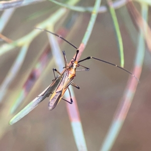 Rayieria sp. (genus) at Parkes, ACT - 26 Dec 2023