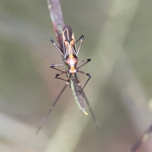 Rayieria sp. (genus) at Parkes, ACT - 26 Dec 2023