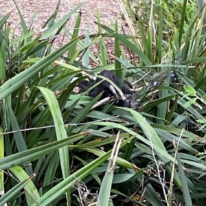 Strepera graculina at Parkes, ACT - 26 Dec 2023