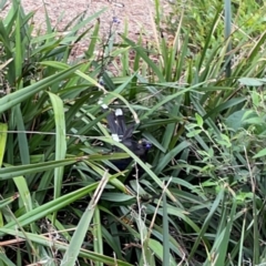 Strepera graculina at Parkes, ACT - 26 Dec 2023