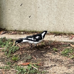 Grallina cyanoleuca at Lake Burley Griffin Central/East - 26 Dec 2023 04:31 PM