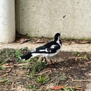 Grallina cyanoleuca at Lake Burley Griffin Central/East - 26 Dec 2023