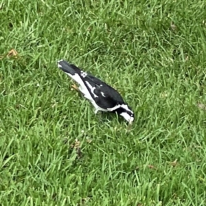 Grallina cyanoleuca at Lake Burley Griffin Central/East - 26 Dec 2023 04:31 PM