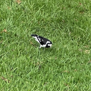 Grallina cyanoleuca at Lake Burley Griffin Central/East - 26 Dec 2023 04:31 PM