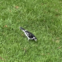 Grallina cyanoleuca at Lake Burley Griffin Central/East - 26 Dec 2023 04:31 PM