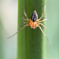 Oxyopes sp. (genus) (Lynx spider) at Parkes, ACT - 26 Dec 2023 by Hejor1