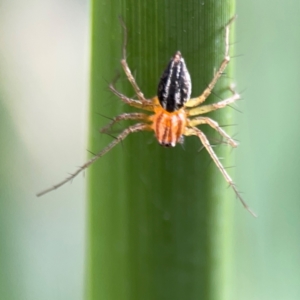 Oxyopes sp. (genus) at Lake Burley Griffin Central/East - 26 Dec 2023