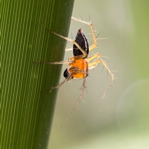 Oxyopes sp. (genus) at Lake Burley Griffin Central/East - 26 Dec 2023