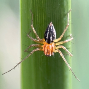 Oxyopes sp. (genus) at Lake Burley Griffin Central/East - 26 Dec 2023