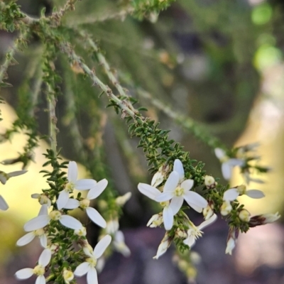 Olearia algida (Alpine Daisy Bush) at Wellington Park, TAS - 26 Dec 2023 by BethanyDunne