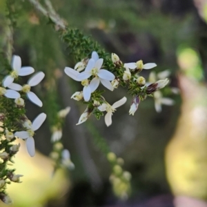 Olearia algida at Wellington Park, TAS - 26 Dec 2023