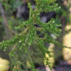 Olearia algida at Wellington Park, TAS - 26 Dec 2023 08:45 AM