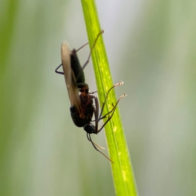 Unidentified Other wasp at Parkes, ACT - 26 Dec 2023 by Hejor1