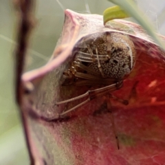 Parasteatoda sp. (genus) (A comb-footed spider) at Lake Burley Griffin Central/East - 26 Dec 2023 by Hejor1