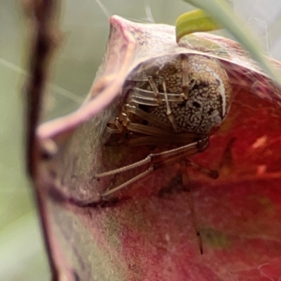 Parasteatoda sp. (genus) (A comb-footed spider) at Parkes, ACT - 26 Dec 2023 by Hejor1