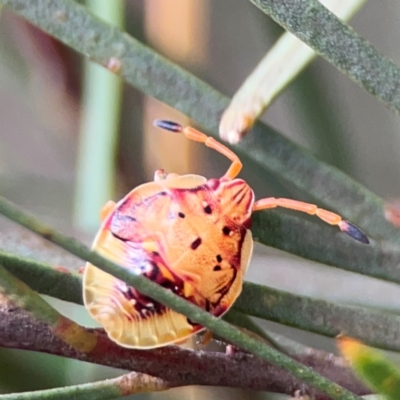 Anischys sp. (genus) (Unidentified Anischys bug) at Parkes, ACT - 26 Dec 2023 by Hejor1