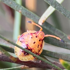 Anischys sp. (genus) (Unidentified Anischys bug) at Lake Burley Griffin Central/East - 26 Dec 2023 by Hejor1