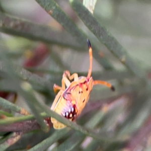 Anischys sp. (genus) at Lake Burley Griffin Central/East - 26 Dec 2023 04:40 PM