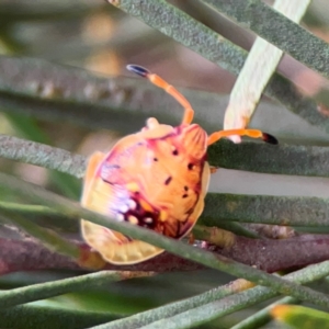 Anischys sp. (genus) at Lake Burley Griffin Central/East - 26 Dec 2023