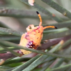 Anischys sp. (genus) at Lake Burley Griffin Central/East - 26 Dec 2023 04:40 PM