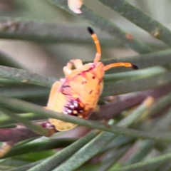 Anischys sp. (genus) at Lake Burley Griffin Central/East - 26 Dec 2023