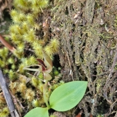 Chiloglottis grammata (Small Bird Orchid) at Wellington Park, TAS - 26 Dec 2023 by BethanyDunne
