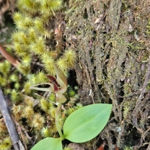 Chiloglottis grammata at Wellington Park, TAS - suppressed