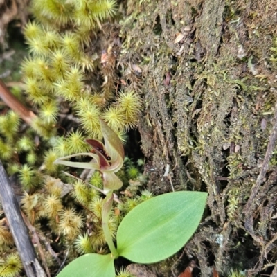Chiloglottis grammata (Small Bird Orchid) at Wellington Park, TAS - 26 Dec 2023 by BethanyDunne