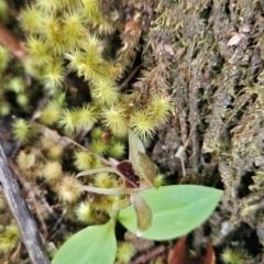 Chiloglottis grammata at Wellington Park, TAS - suppressed