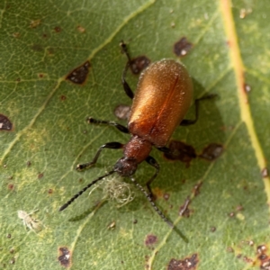 Ecnolagria grandis at Parkes, ACT - 26 Dec 2023