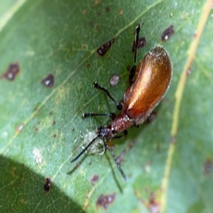 Ecnolagria grandis at Parkes, ACT - 26 Dec 2023