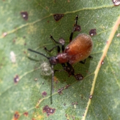 Ecnolagria grandis at Parkes, ACT - 26 Dec 2023