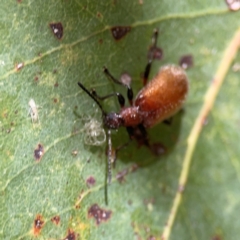 Ecnolagria grandis at Parkes, ACT - 26 Dec 2023