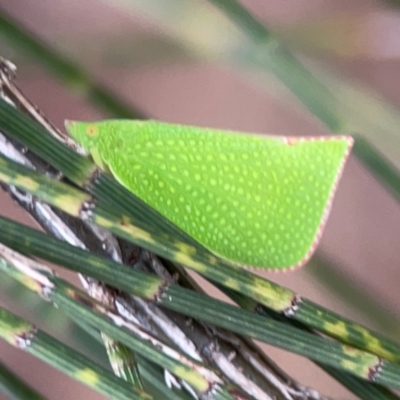 Siphanta acuta (Green planthopper, Torpedo bug) at Parkes, ACT - 26 Dec 2023 by Hejor1