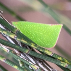 Siphanta acuta (Green planthopper, Torpedo bug) at Lake Burley Griffin Central/East - 26 Dec 2023 by Hejor1