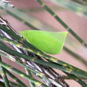 Siphanta acuta at Lake Burley Griffin Central/East - 26 Dec 2023