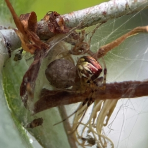 Theridion pyramidale at Parkes, ACT - 26 Dec 2023