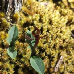 Chiloglottis sp. (A Bird/Wasp Orchid) at Wellington Park, TAS - 25 Dec 2023 by BethanyDunne