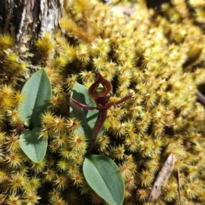 Chiloglottis sp. at Wellington Park, TAS - suppressed