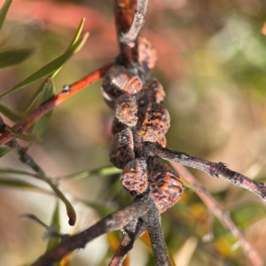 Icerya acaciae at Parkes, ACT - 26 Dec 2023