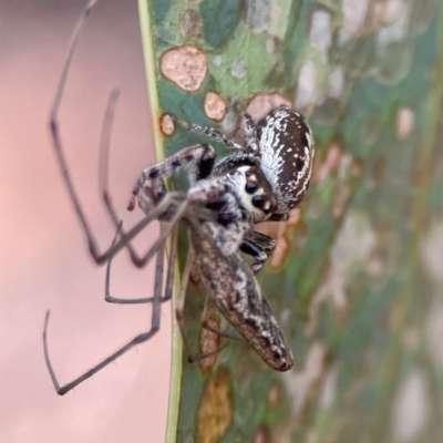 Opisthoncus sp. (genus) (Unidentified Opisthoncus jumping spider) at Parkes, ACT - 26 Dec 2023 by Hejor1