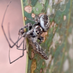 Opisthoncus sp. (genus) at Parkes, ACT - 26 Dec 2023 05:06 PM