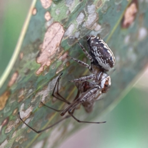 Opisthoncus sp. (genus) at Parkes, ACT - 26 Dec 2023