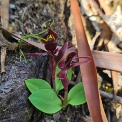 Chiloglottis grammata (Small Bird Orchid) at Wellington Park, TAS - 26 Dec 2023 by BethanyDunne
