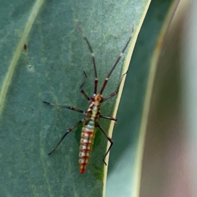 Rayieria sp. (genus) (Mirid plant bug) at Parkes, ACT - 26 Dec 2023 by Hejor1